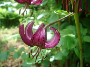 sissinghurst